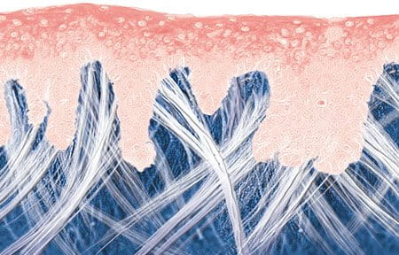 Tranh minh họa sinh động về bề mặt da