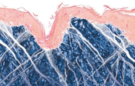 Tranh minh họa sinh động về bề cấu trúc da