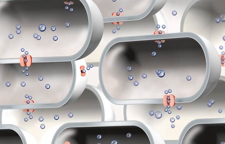 Minh họa lượng Aquaporin bị hạn chế